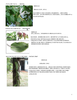 APOSTILA DE FOLHAS.pdf